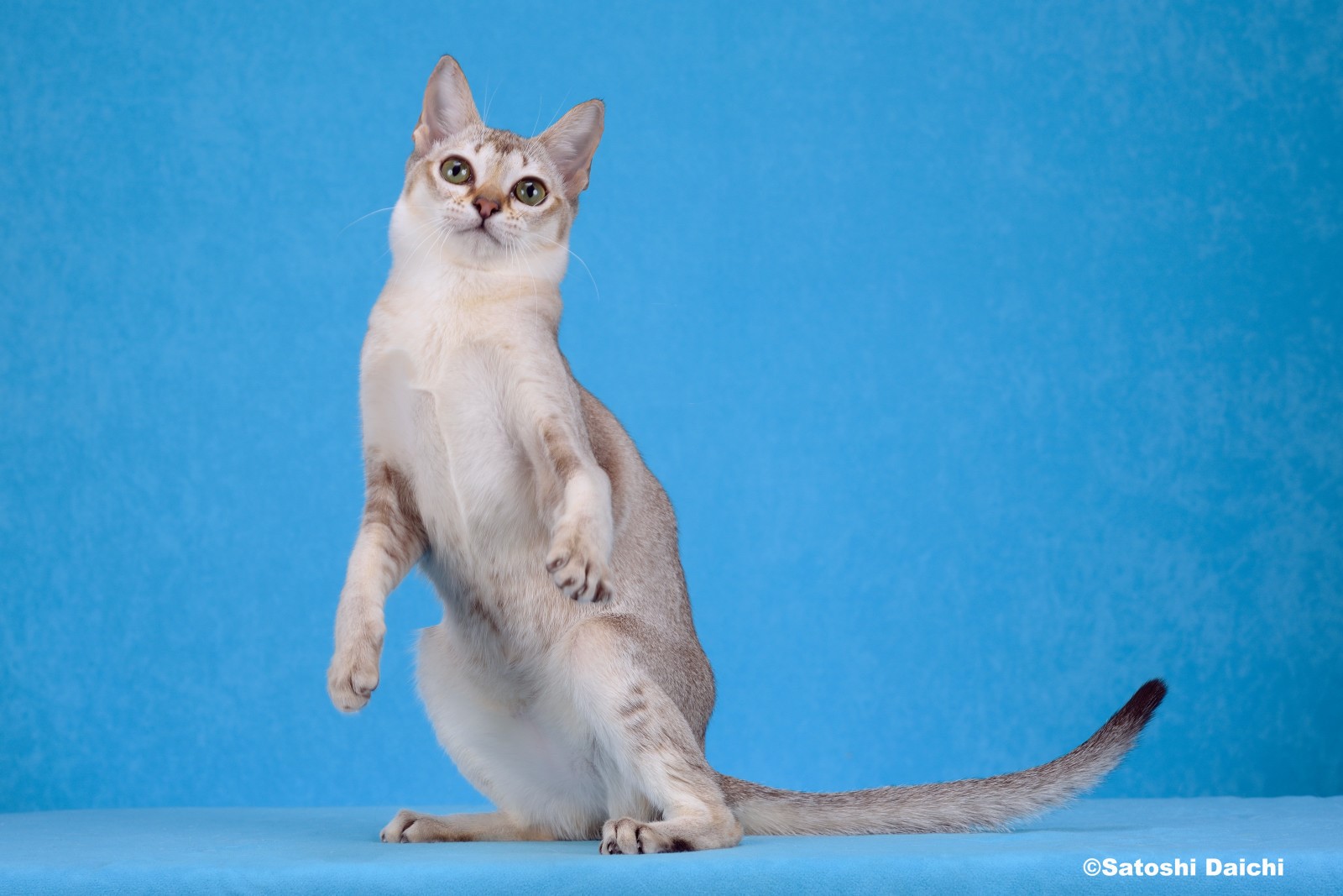 Dream Cat Club champion cat