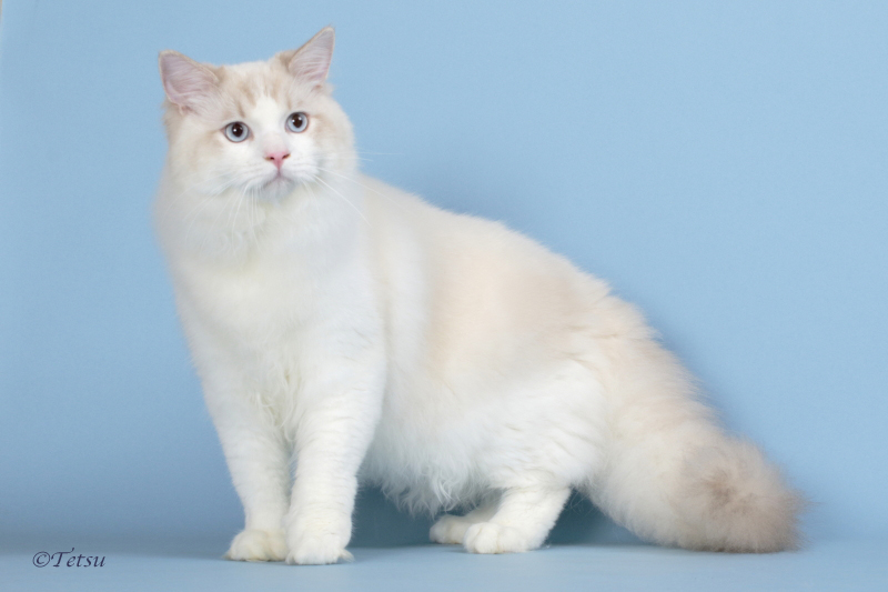 Dream Cat Club featured cat